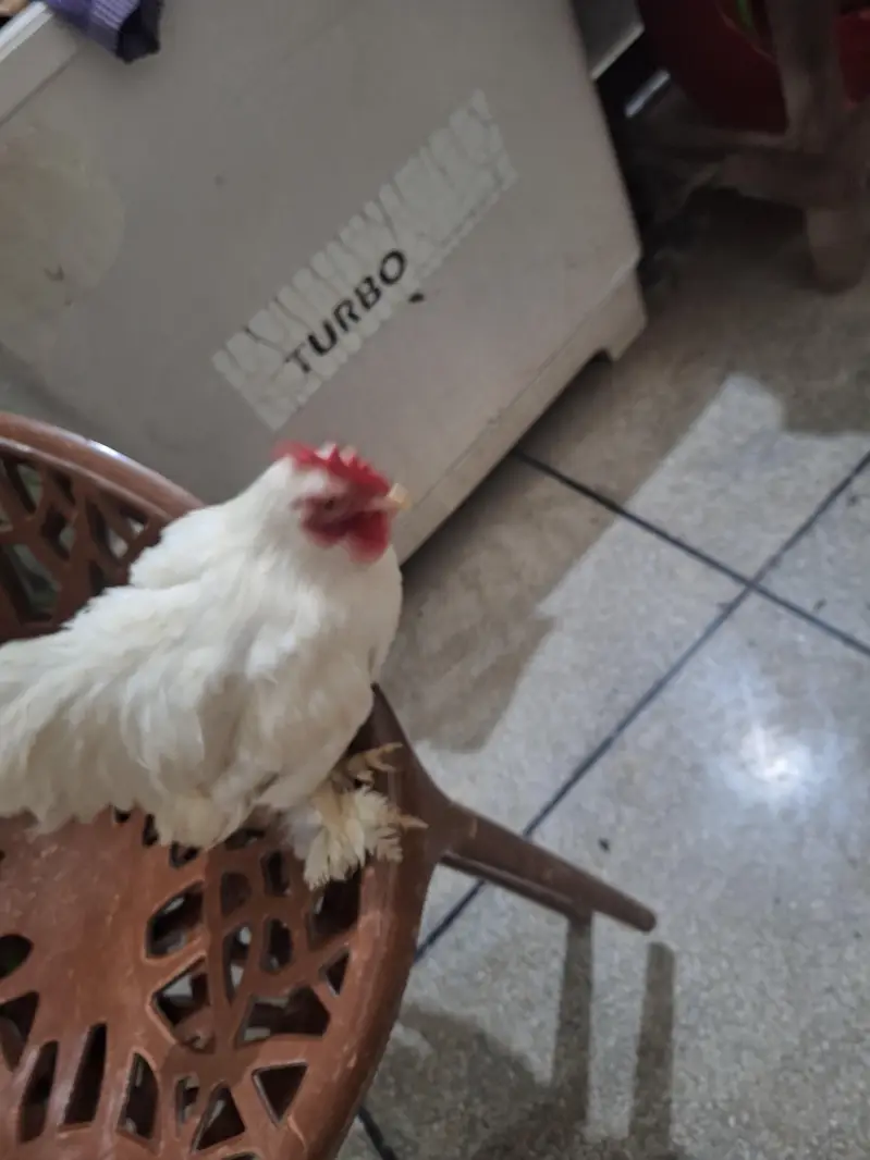 Bantam Pair. Healthy condition — photo 10