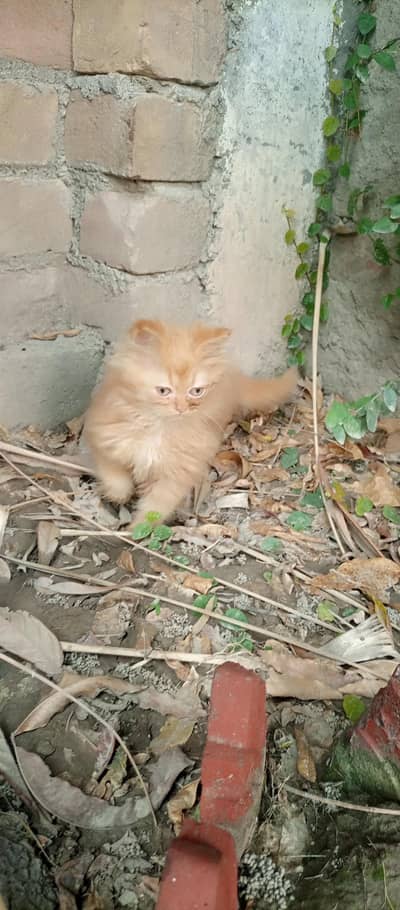 Punch face kitten for sale