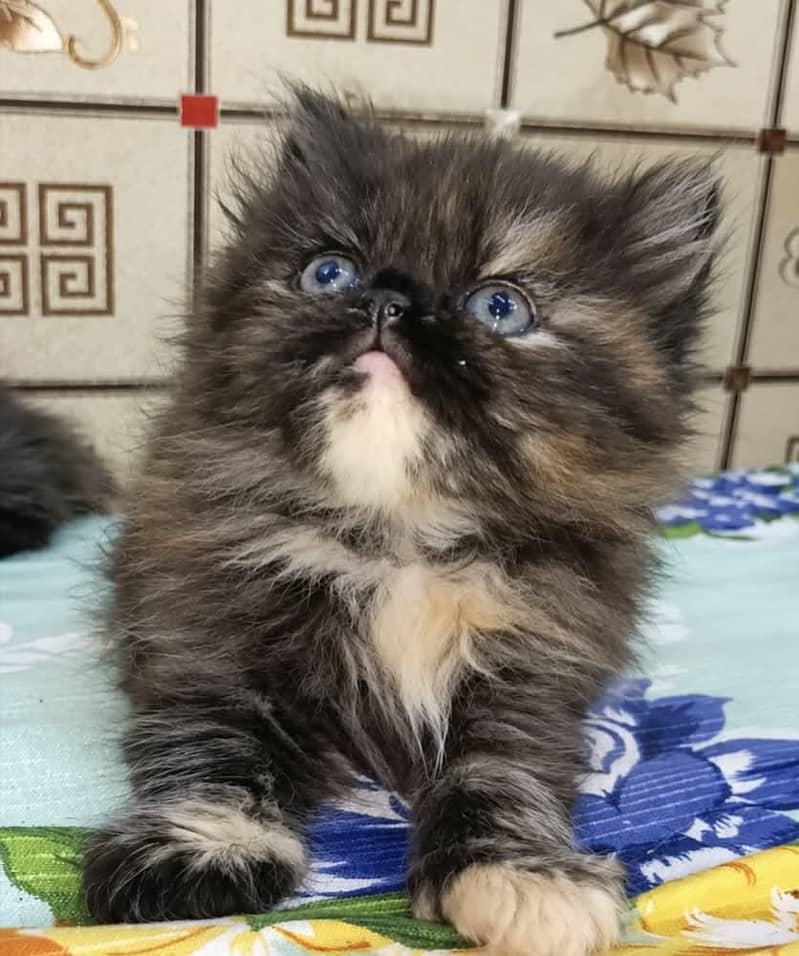 quality kittens 0