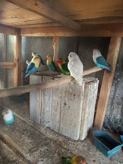 Breeder Love bird for sale
