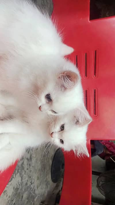 2 Pure White Persian Kittens For Sale - Premium Quality.