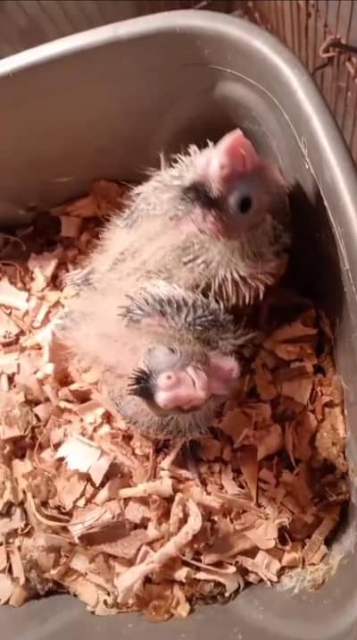 Common pearl Chicks Available For Hand Team