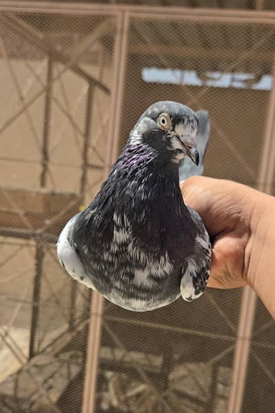 Teddy Male. . Female/Teddi Jora/kabootar/Pigeon/Pair/Single Male.