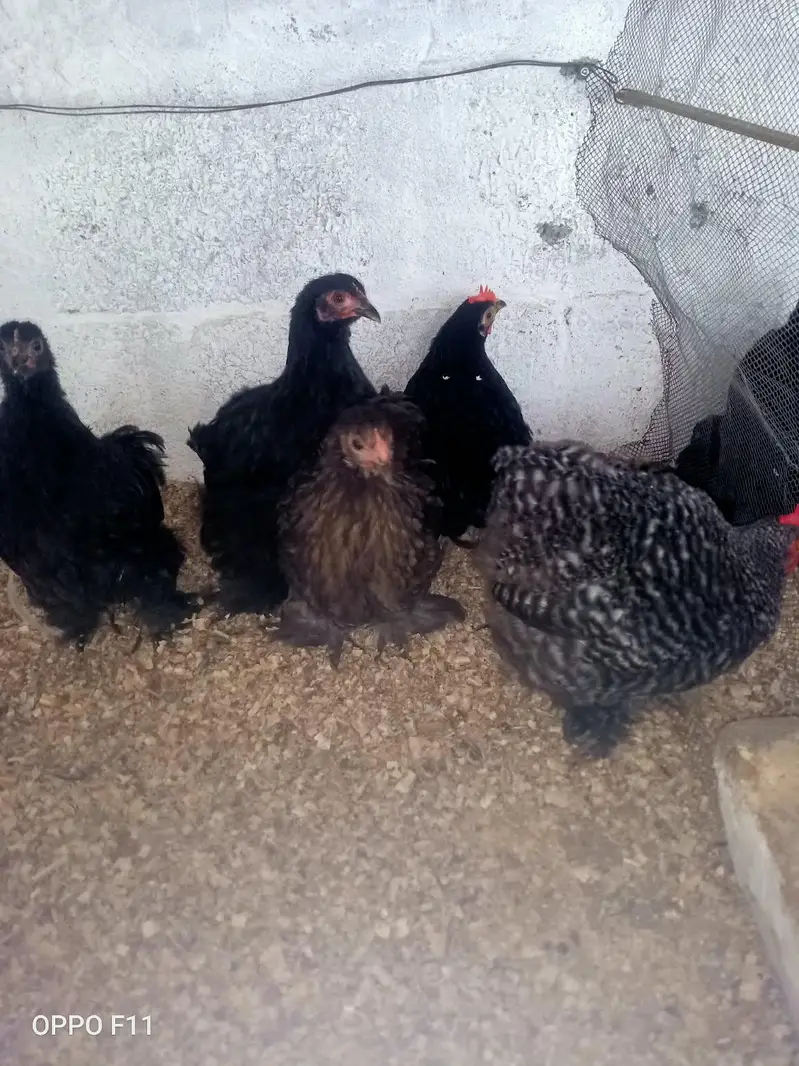 coco black or molted bentam available — photo 4