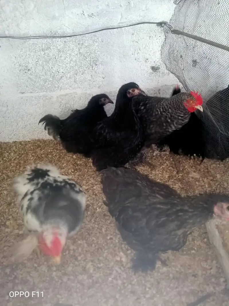 coco black or molted bentam available — photo 5