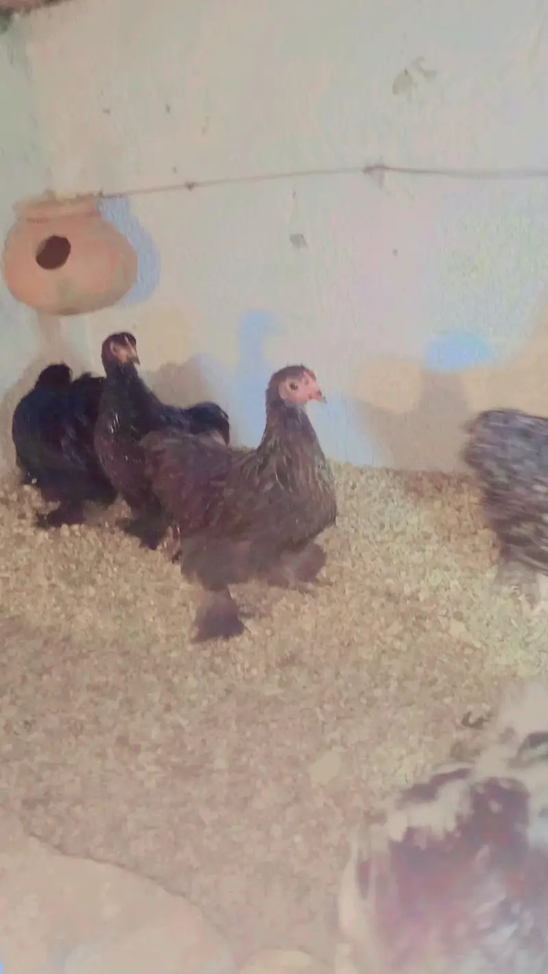 coco black or molted bentam available — photo 6