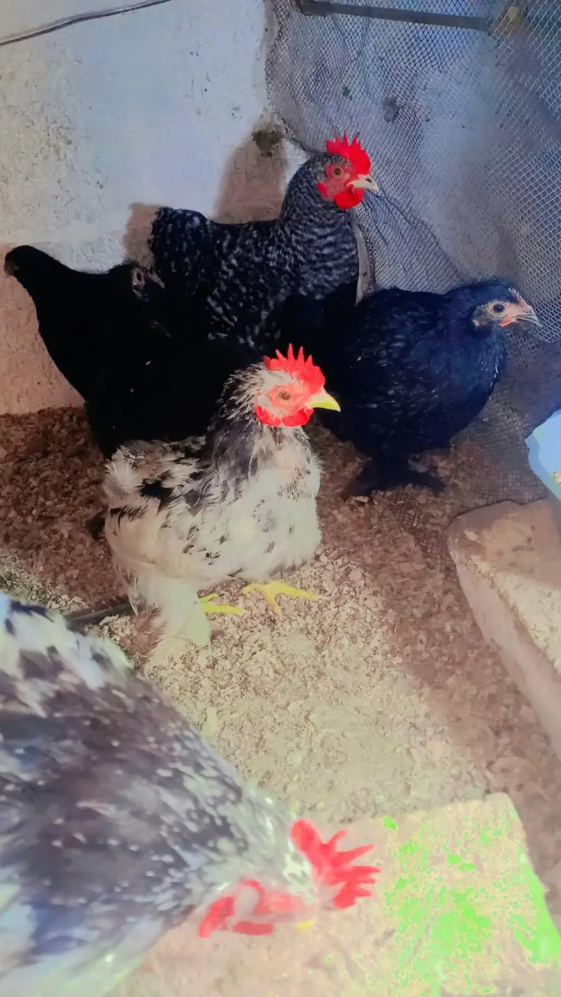 coco black or molted bentam available — photo 7