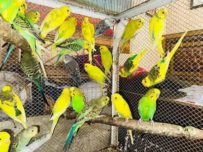 Australian Breeder Pairs 03114333791