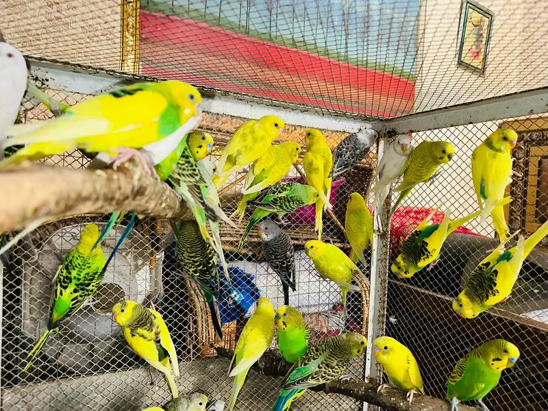 Australian Breeder Pairs 03114333791 — photo 2