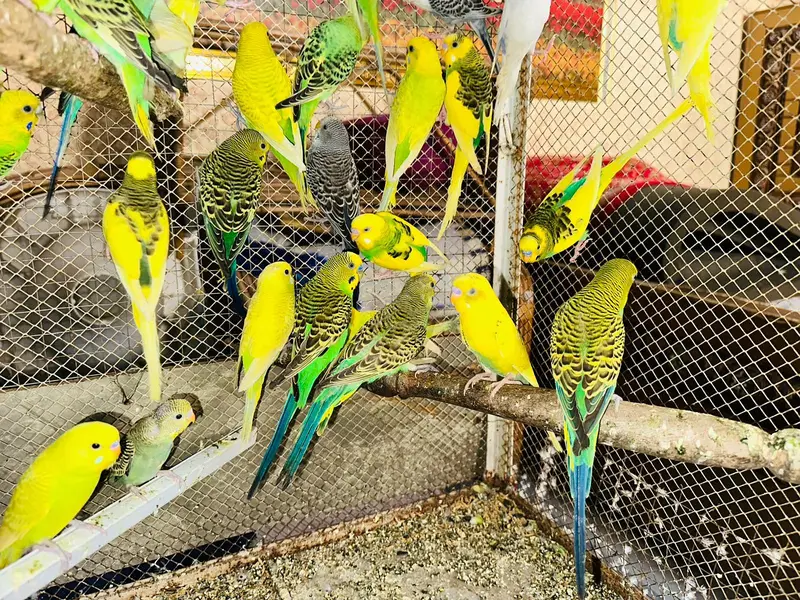 Australian Breeder Pairs 03114333791 — photo 4
