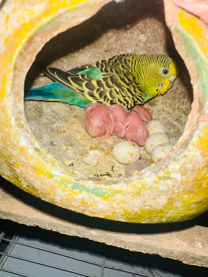 Australian Breeder Pairs 03114333791 — photo 5