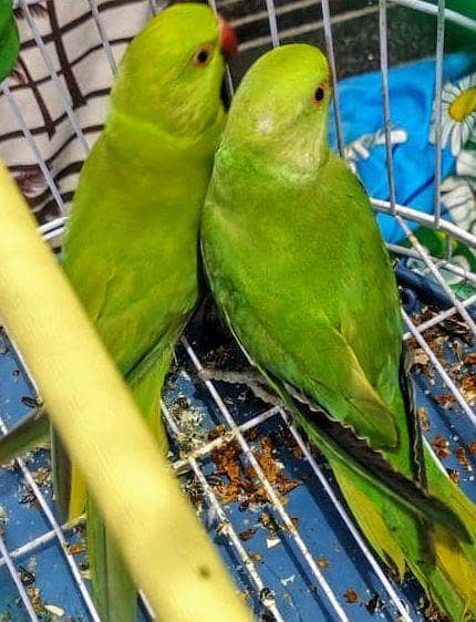 ringneck 0