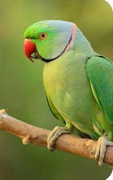 ringneck 1