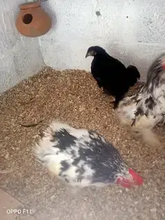 coco black or molted bentam available — photo 3
