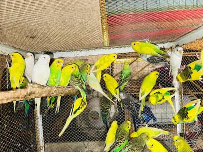 Australian Breeder Pairs 03114333791