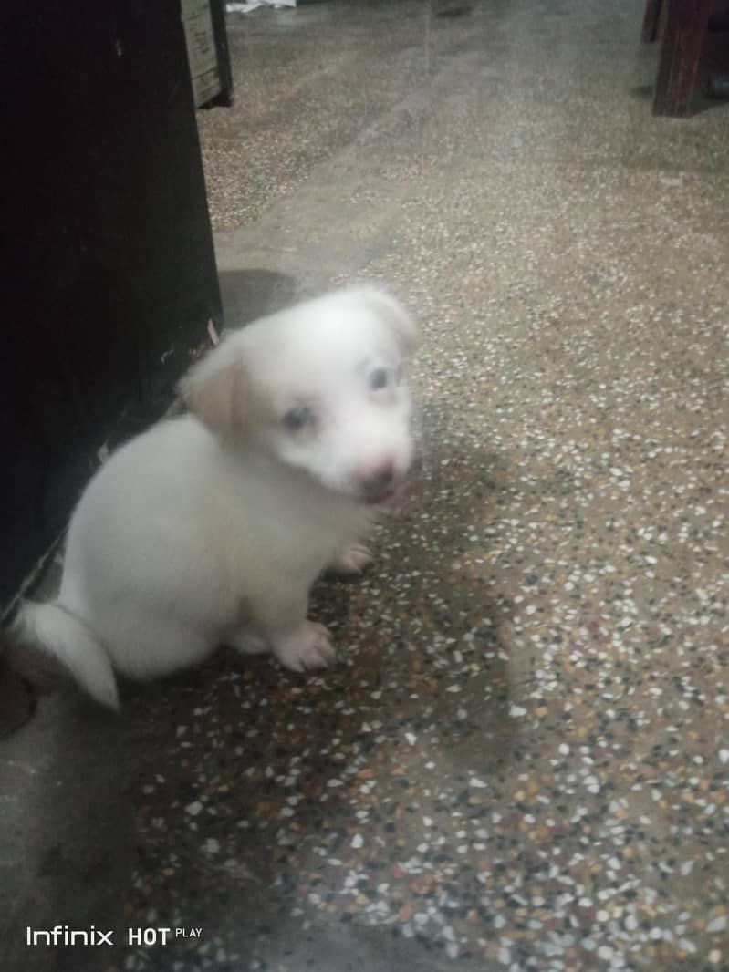 Russian Dog - Dogs - 1120393290