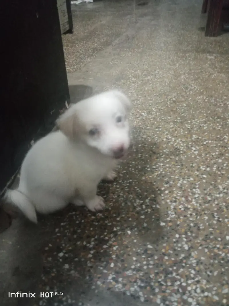 Russian Dog