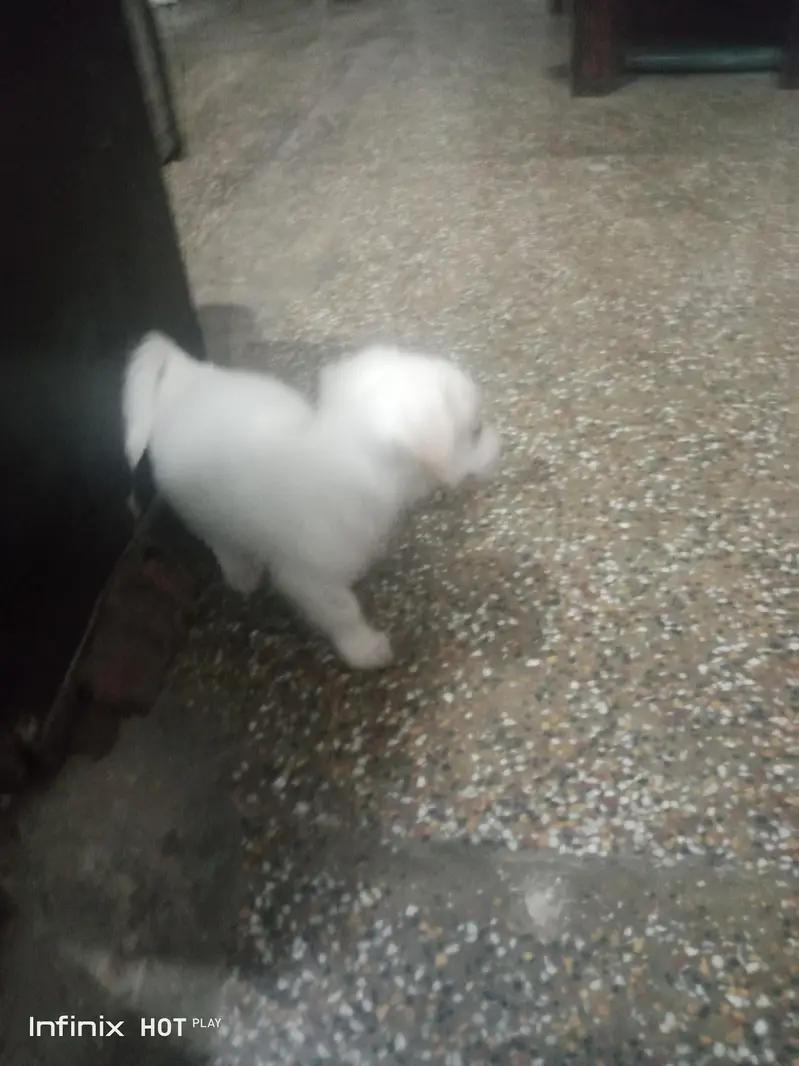 Russian Dog — photo 2