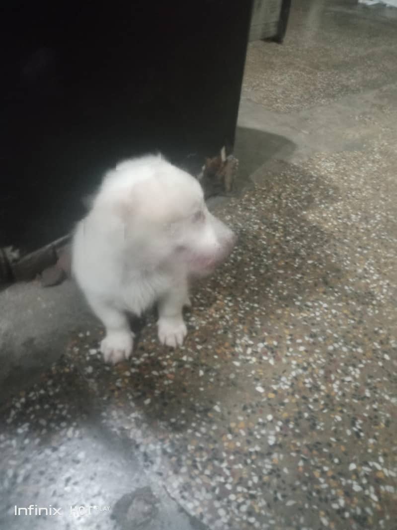 Russian Dog - Dogs - 1120393290