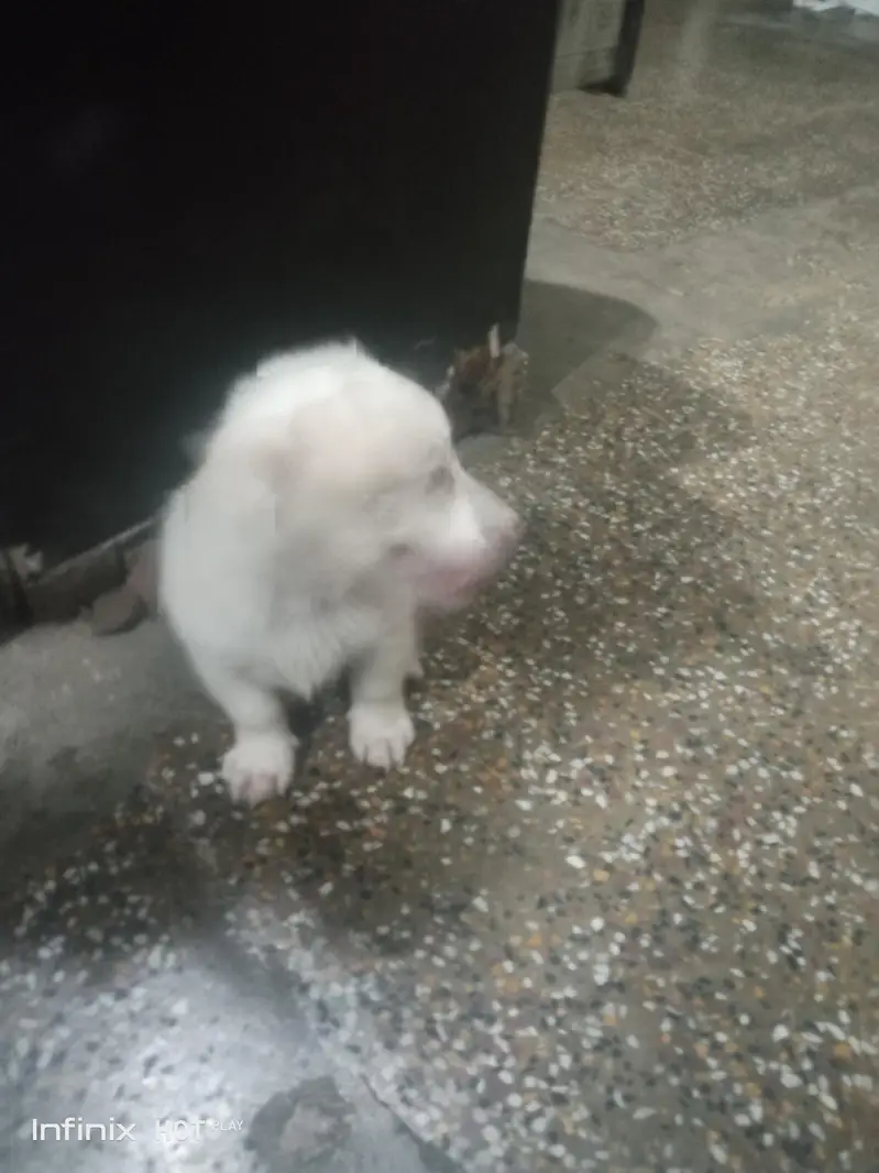 Russian Dog — photo 3