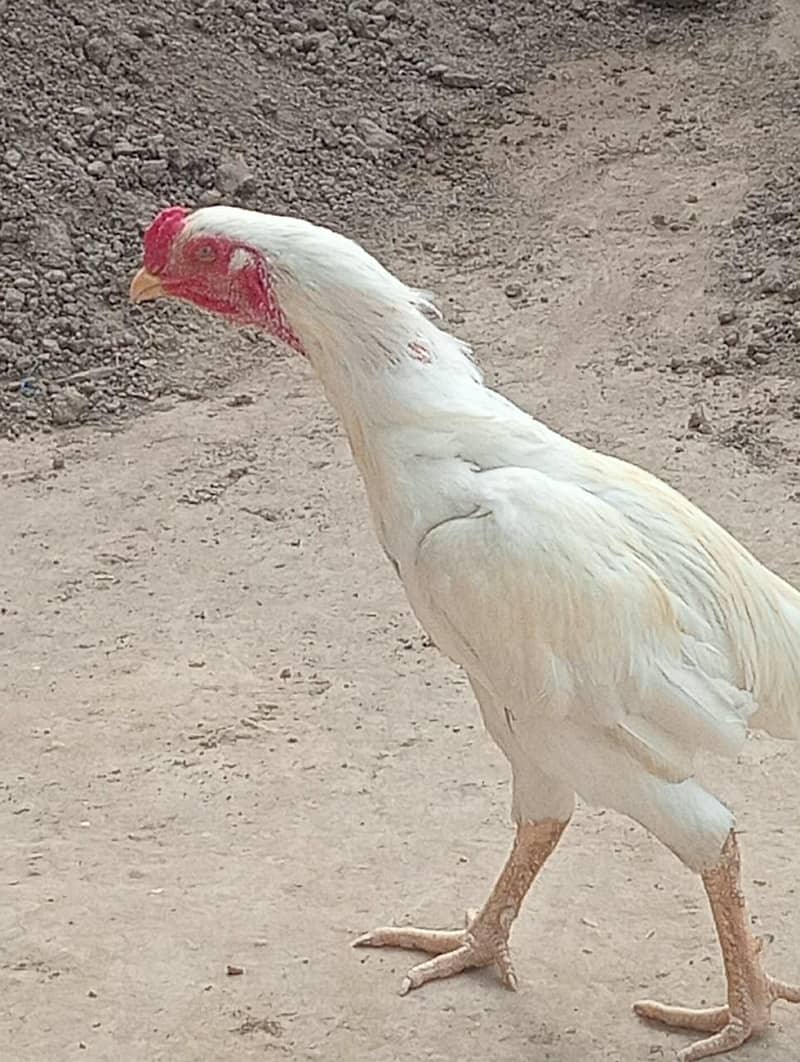 Rooster 0