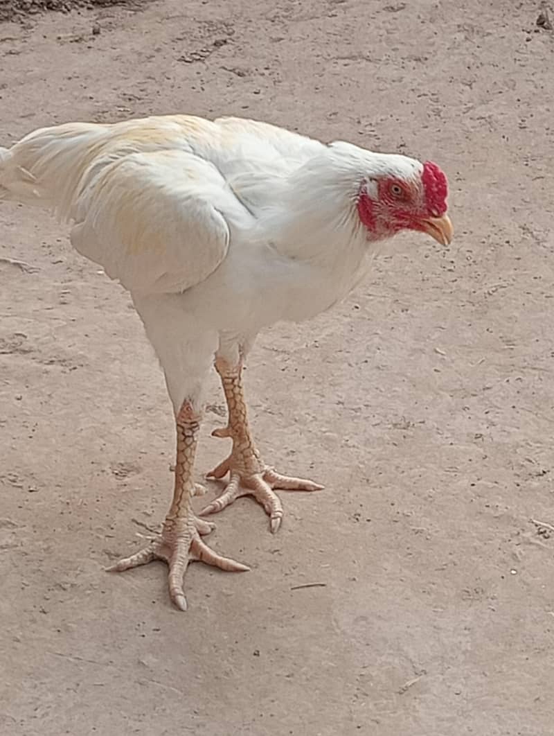 Rooster 1