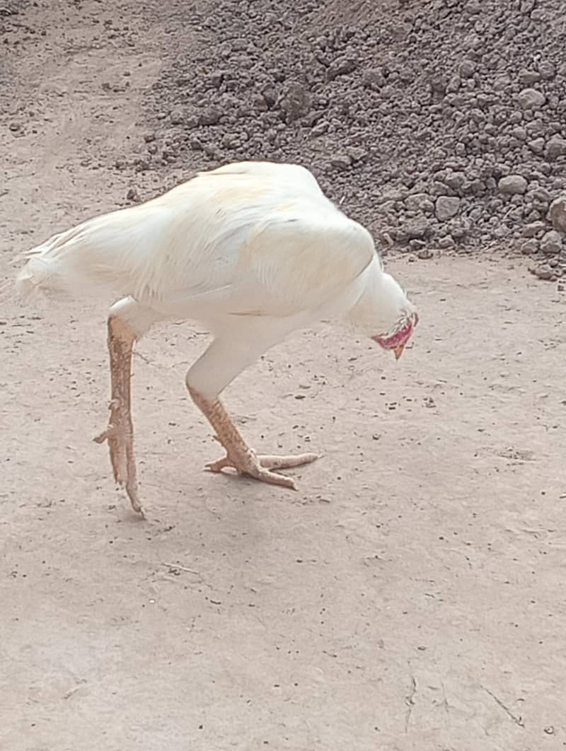 Rooster 2