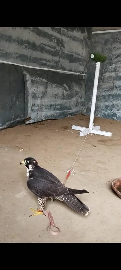 Black shaheen