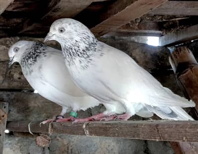 Breeder pair urgent sale