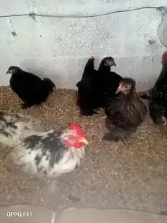 coco black or molted bentam available — photo 2
