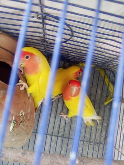 let me birds full active and healthy