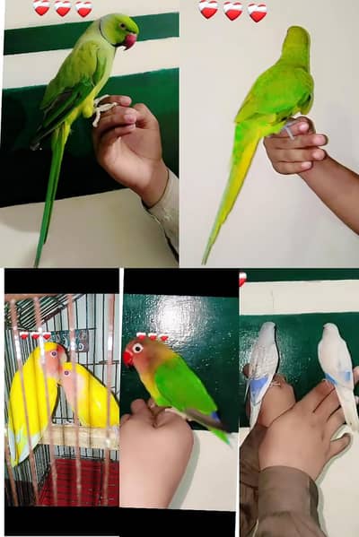 hand tame parrot available ha  / big bird ka sath exchange possible ha