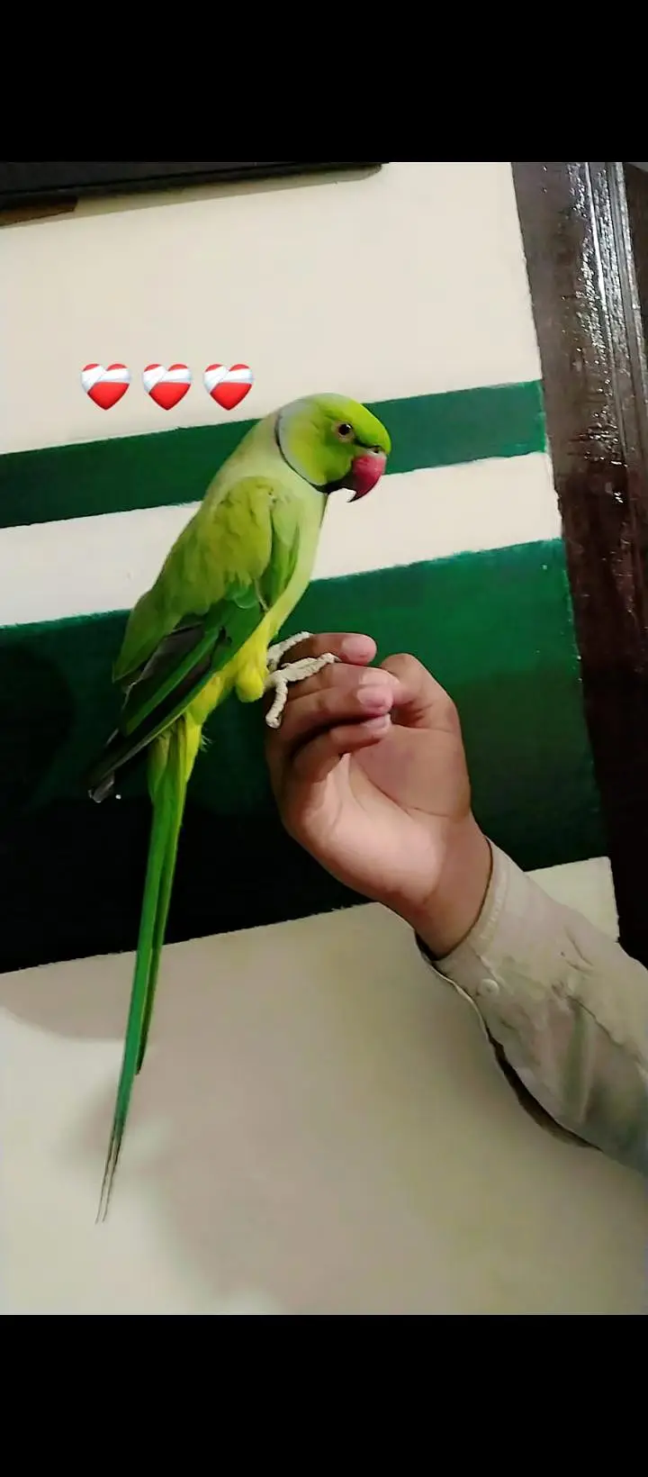 hand tame parrot available ha  / big bird ka sath exchange possible ha — photo 2