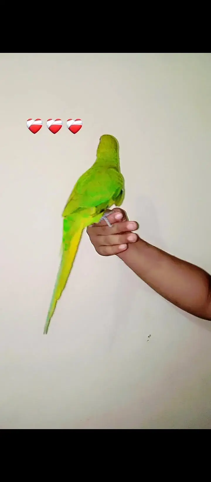 hand tame parrot available ha  / big bird ka sath exchange possible ha — photo 3