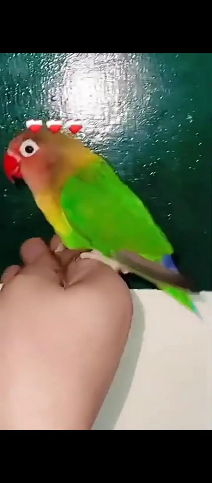 hand tame parrot available ha  / big bird ka sath exchange possible ha — photo 4