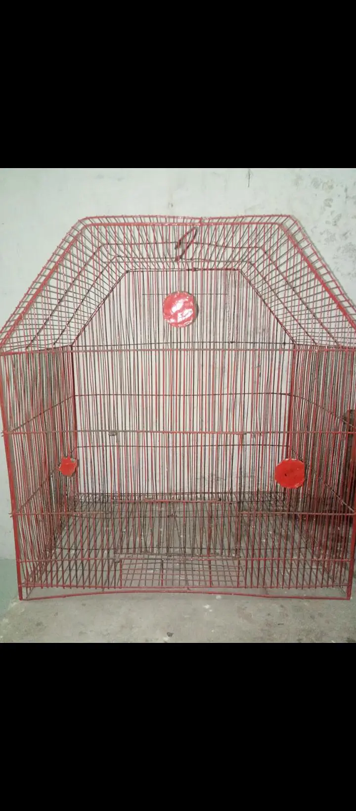 hand tame parrot available ha  / big bird ka sath exchange possible ha — photo 7