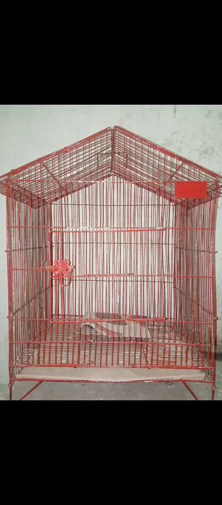 hand tame parrot available ha  / big bird ka sath exchange possible ha — photo 9