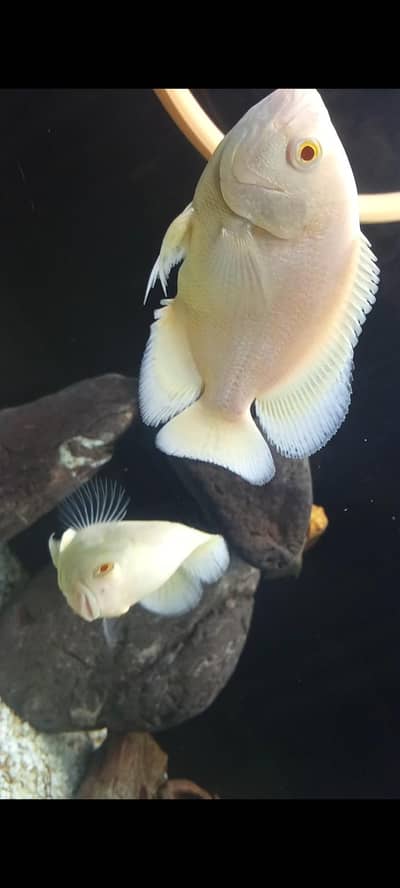 Lemon Oscars,placo,bitcher,black ghost