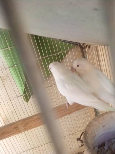 lovebirds