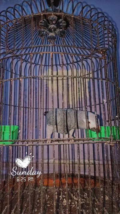 Timneh African grey parrot