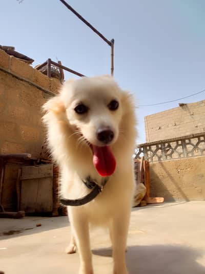 tRussian female dog