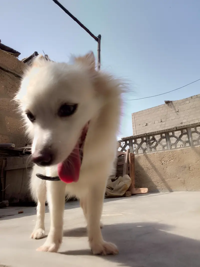 Russian female dog — photo 2