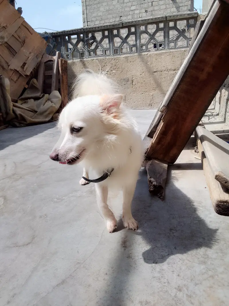 Russian female dog — photo 3