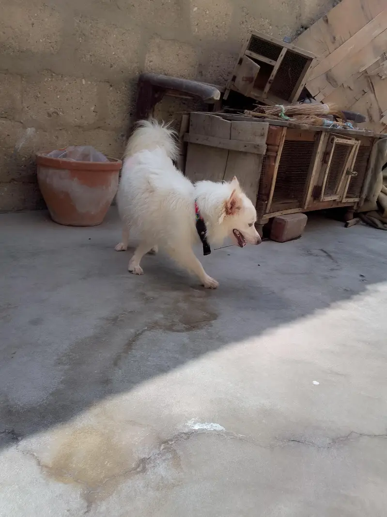 Russian female dog — photo 4