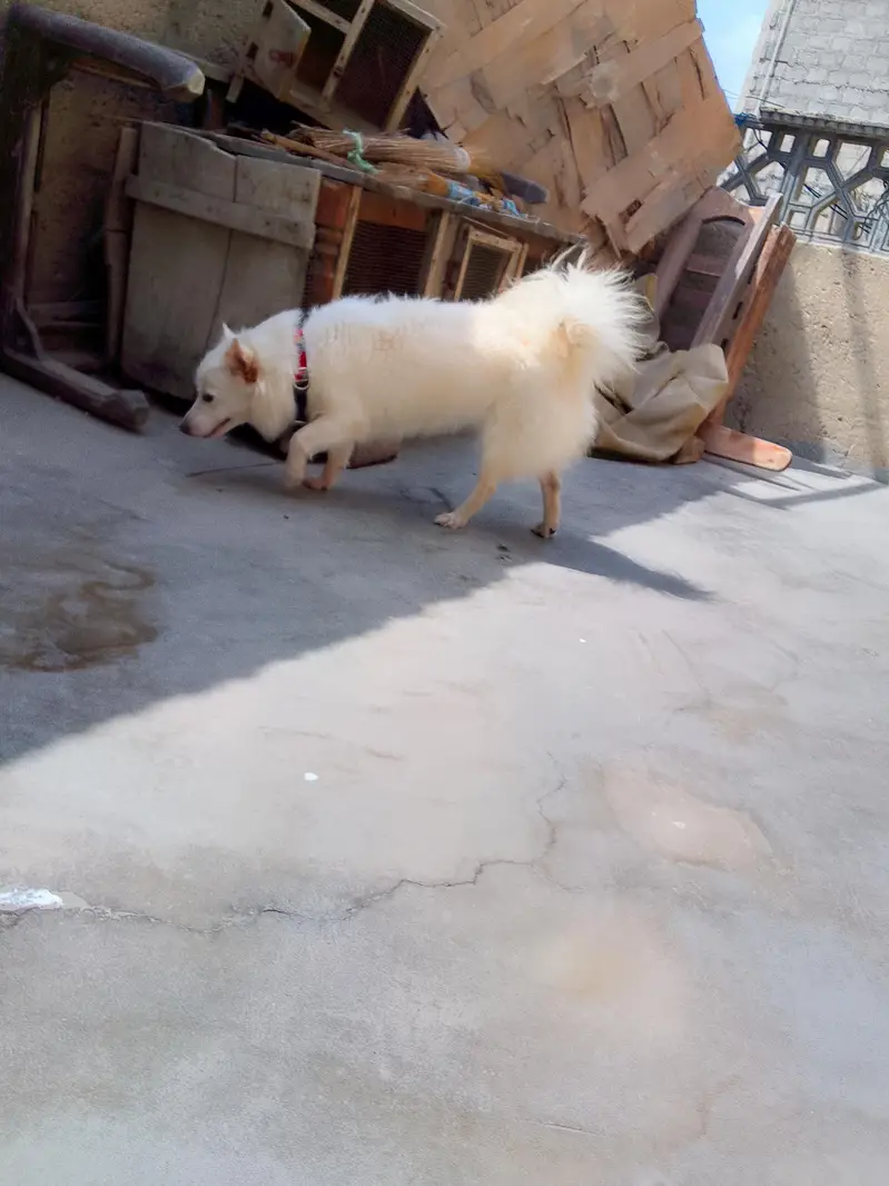 Russian female dog — photo 5