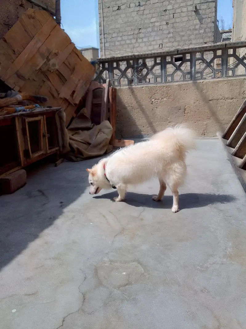 Russian female dog — photo 6