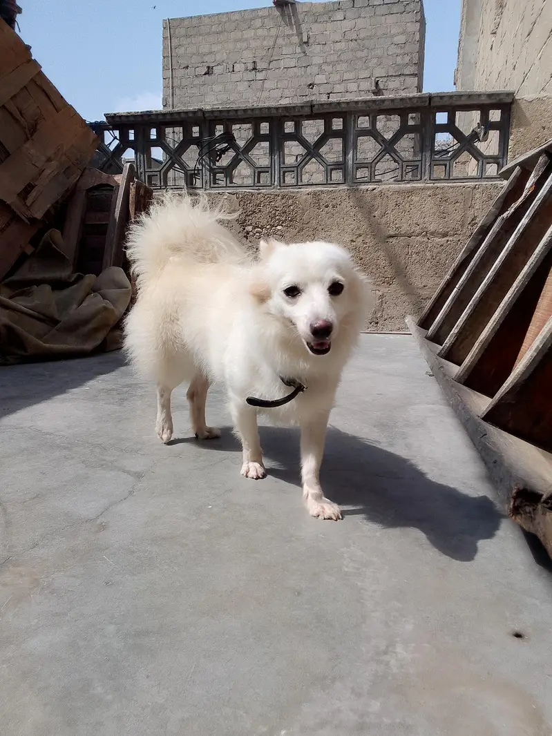 Russian female dog — photo 7