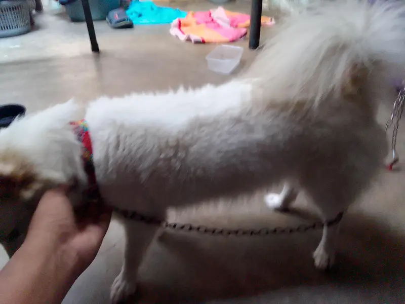 Russian female dog — photo 8