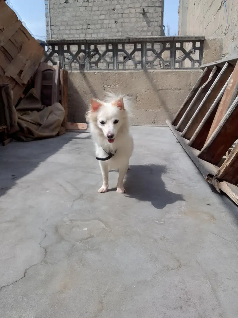 Russian female dog — photo 9