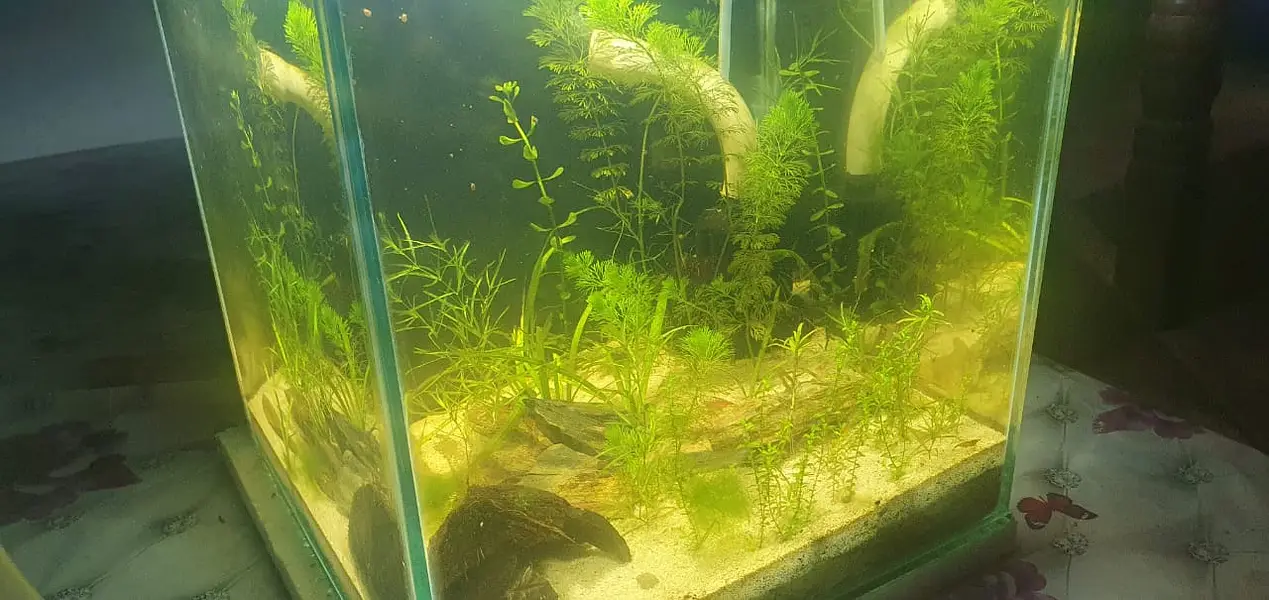 Guppy shrimps & plants available — photo 2